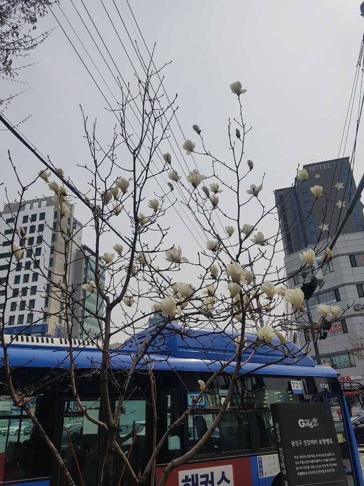 목련.jpg